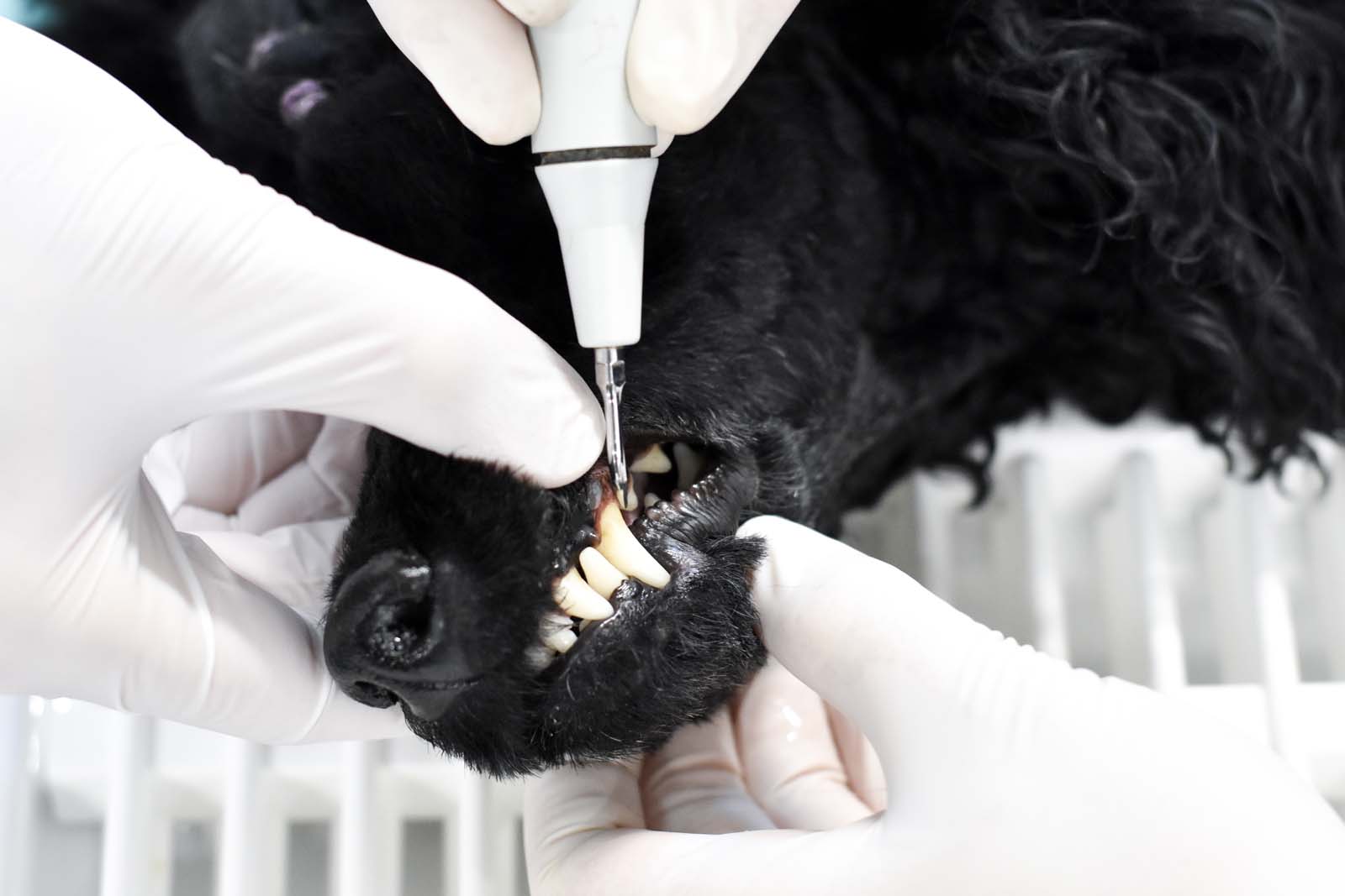 Hunde Zahn Tierarzt - Tierklinik Mitterndorf