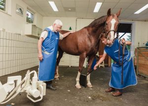 Orthopädie Pferd - Tierklinik Mitterndorf