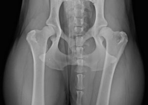 Orthopädie - Tierklinik Mitterndorf