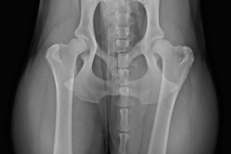 Orthopädie - Tierklinik Mitterndorf