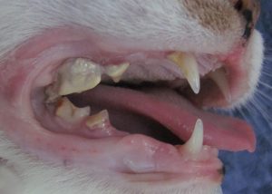 Zahnsanierung KT - Tierklinik Mitterndorf